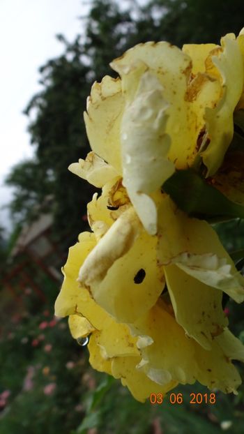  - Trandafiri iunie I