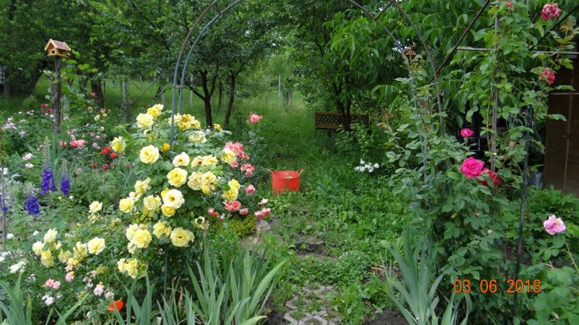  - Trandafiri iunie I