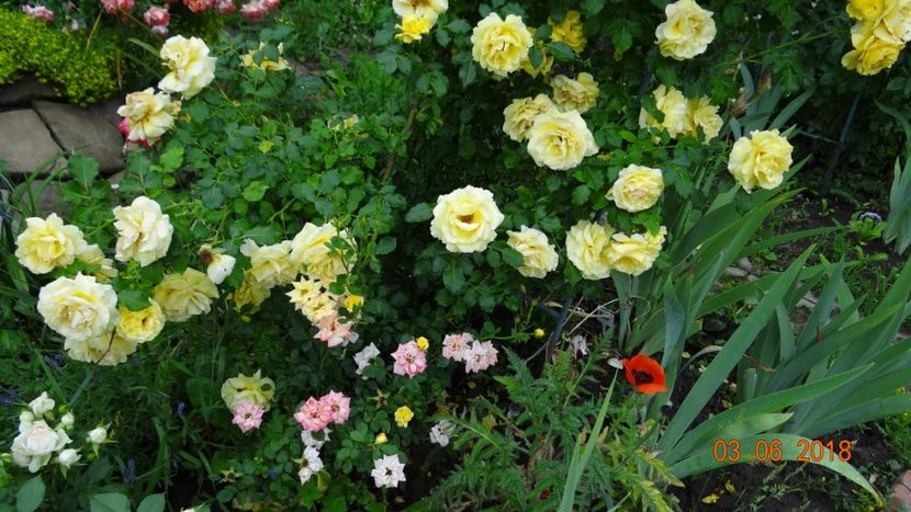 Rimosa - Trandafiri iunie I