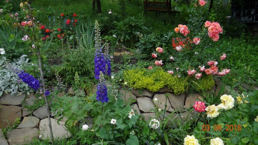  - Trandafiri iunie I