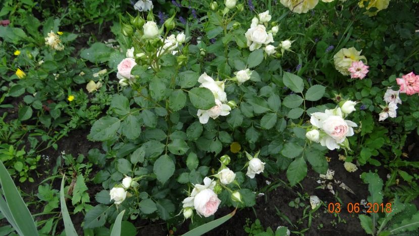 Pashmina - Trandafiri iunie I