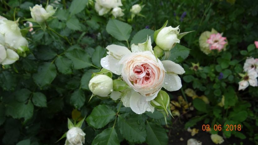  - Trandafiri iunie I