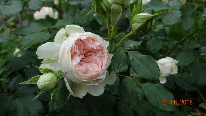  - Trandafiri iunie I