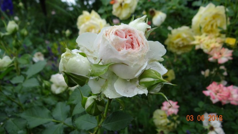  - Trandafiri iunie I