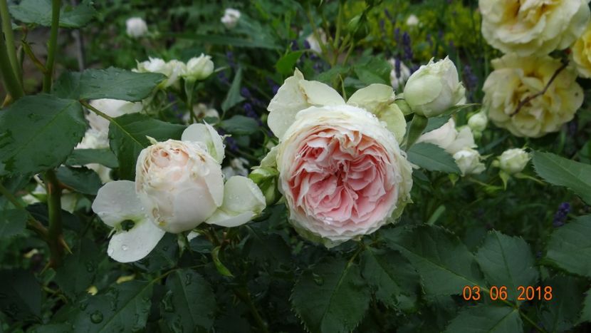  - Trandafiri iunie I