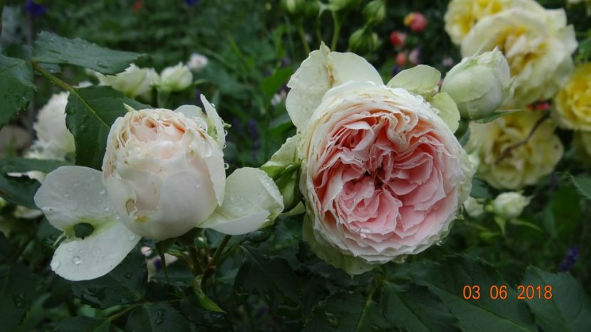  - Trandafiri iunie I