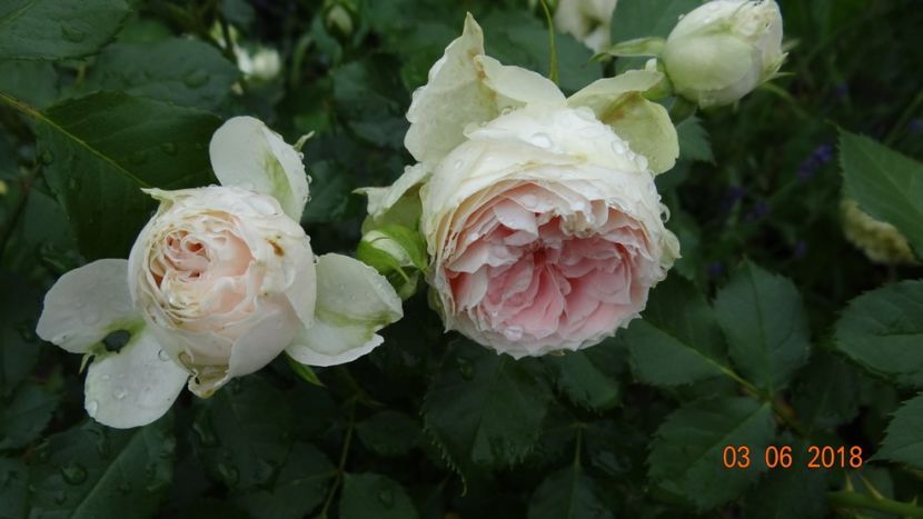  - Trandafiri iunie I