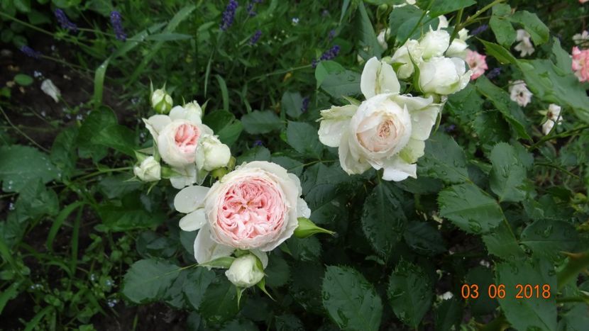  - Trandafiri iunie I