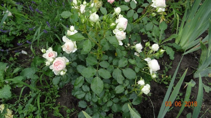  - Trandafiri iunie I