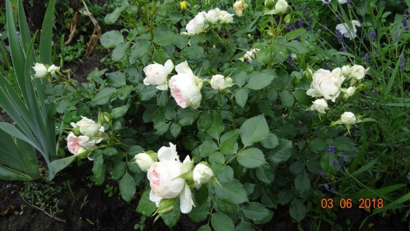  - Trandafiri iunie I