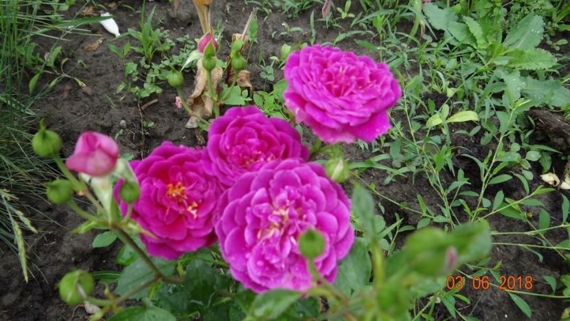  - Trandafiri iunie I