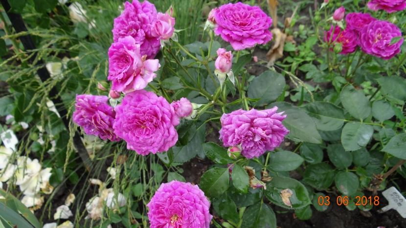  - Trandafiri iunie I