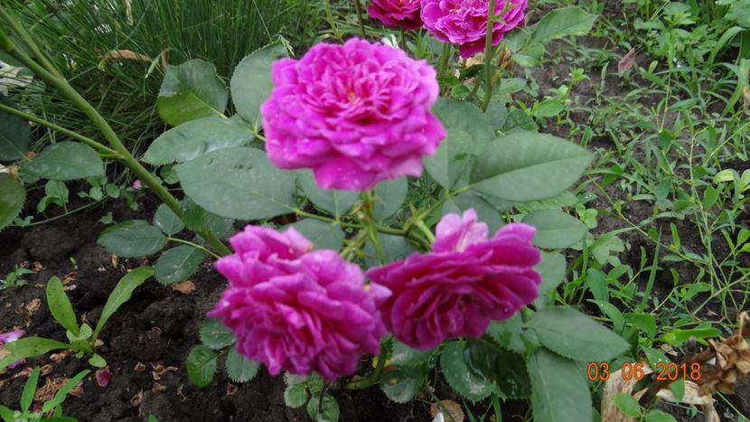  - Trandafiri iunie I