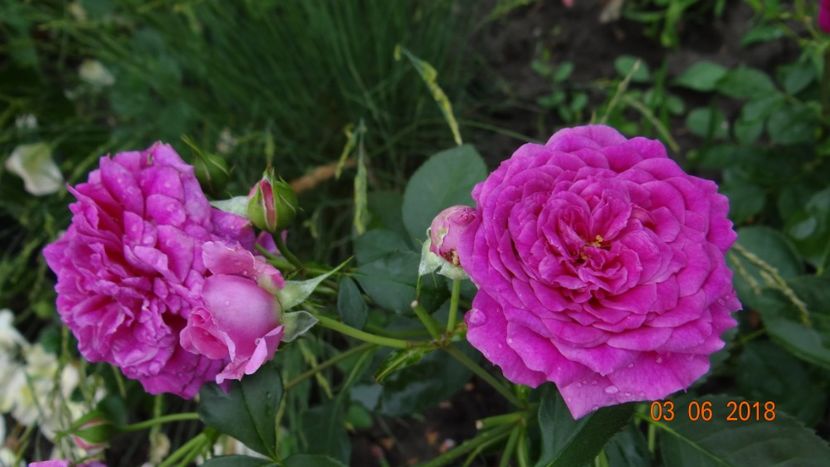  - Trandafiri iunie I