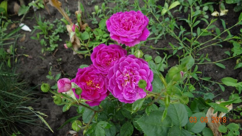  - Trandafiri iunie I