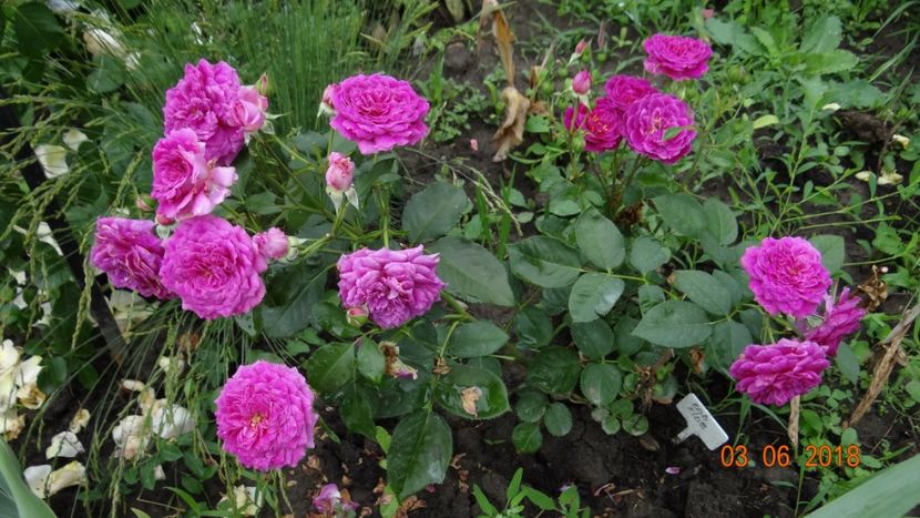  - Trandafiri iunie I