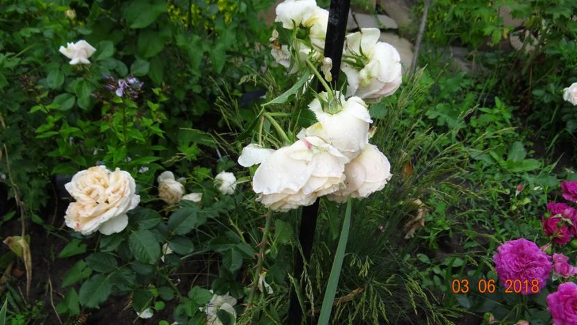 Genevieve Orsi - Trandafiri iunie I