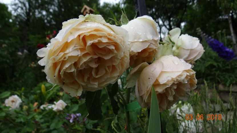  - Trandafiri iunie I