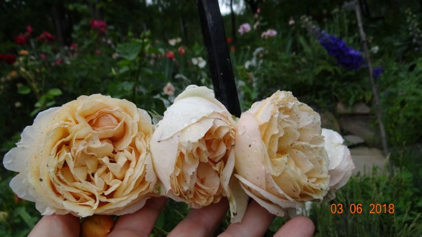  - Trandafiri iunie I