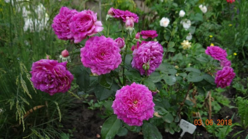  - Trandafiri iunie I