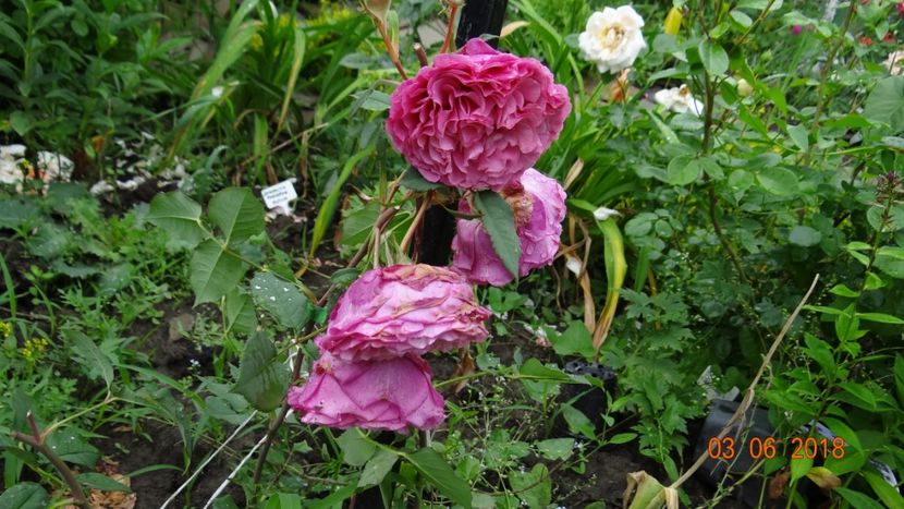 Ventilo - Trandafiri iunie I