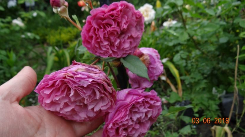  - Trandafiri iunie I