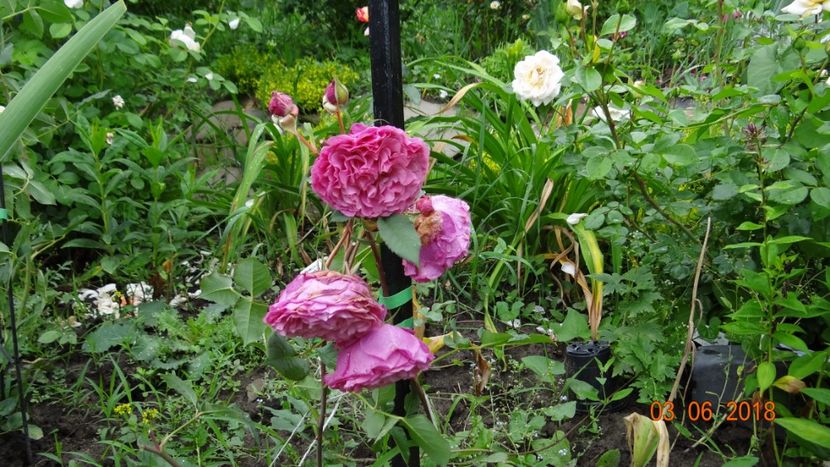  - Trandafiri iunie I