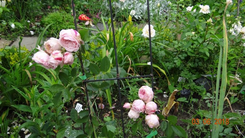 Orsola Spinola - Trandafiri iunie I