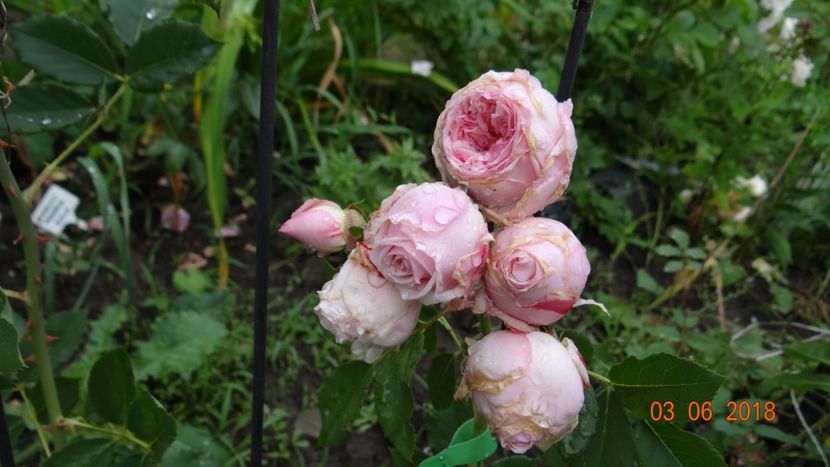  - Trandafiri iunie I