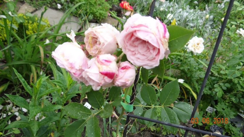  - Trandafiri iunie I