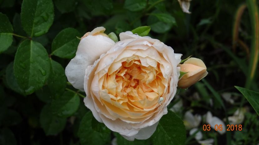  - Trandafiri iunie I