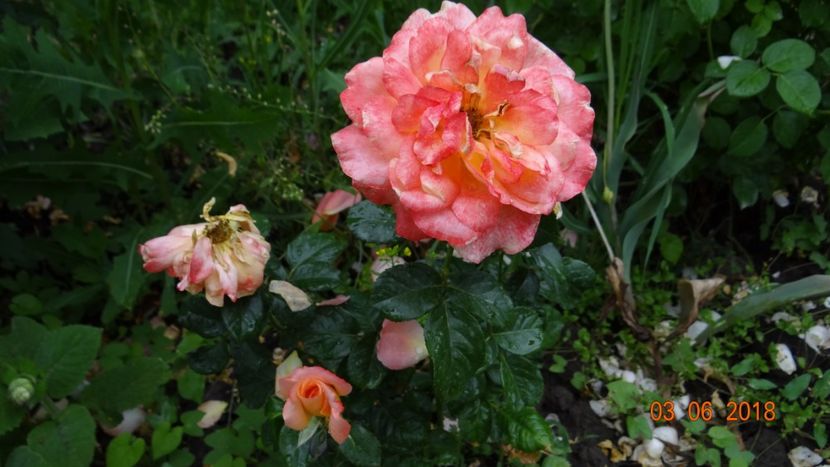 Samaritan - Trandafiri iunie I