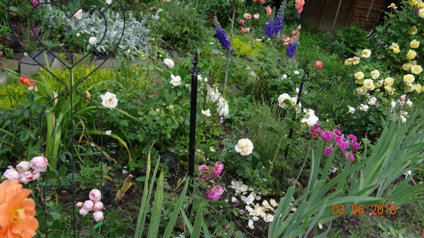  - Trandafiri iunie I