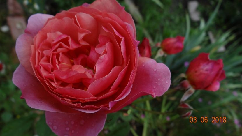  - Trandafiri iunie I