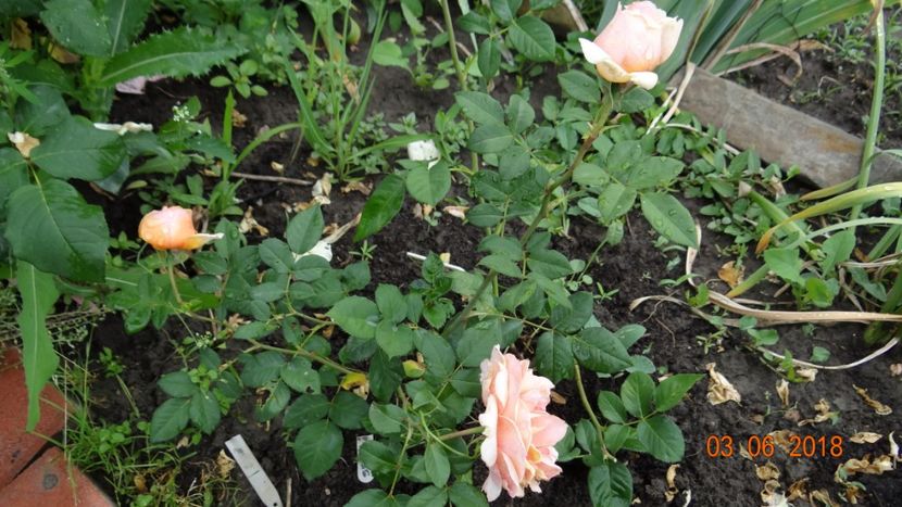 Xavier - Trandafiri iunie I