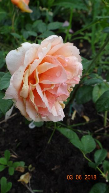  - Trandafiri iunie I