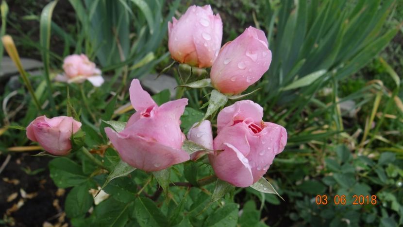 Francis... - Trandafiri iunie I