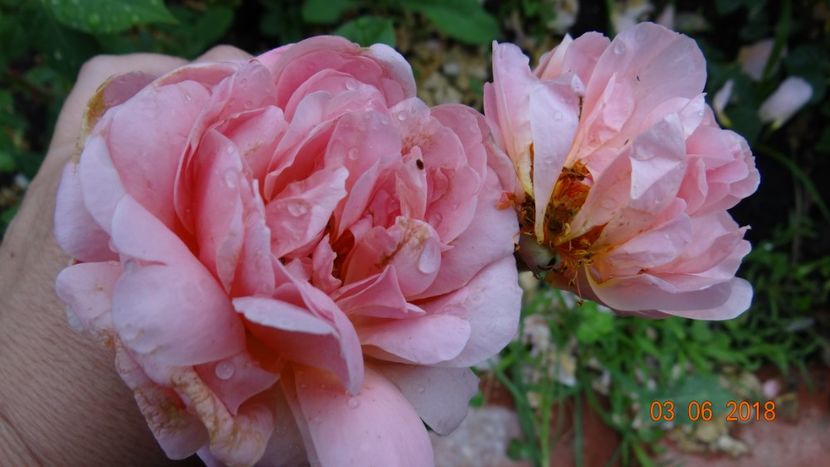 Blaise - Trandafiri iunie I