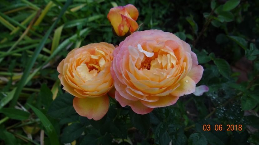  - Trandafiri iunie I