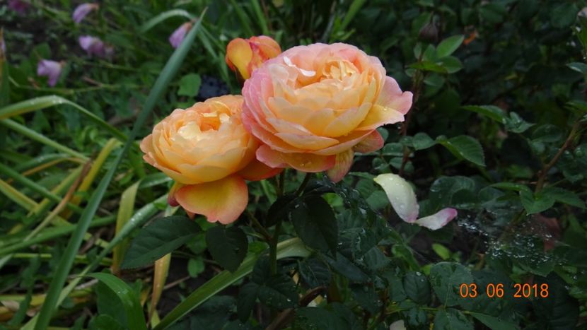  - Trandafiri iunie I