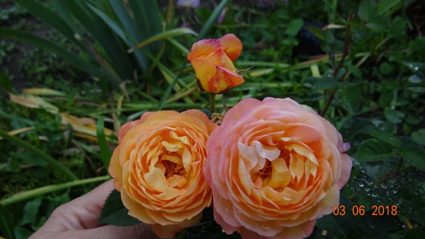  - Trandafiri iunie I