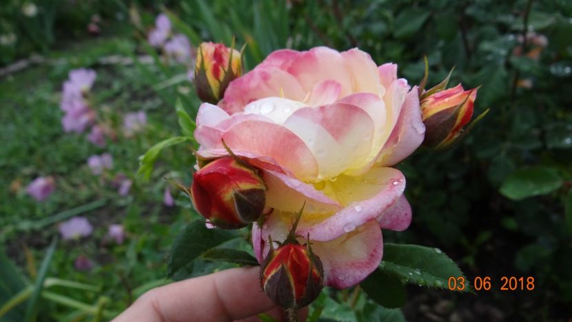  - Trandafiri iunie I