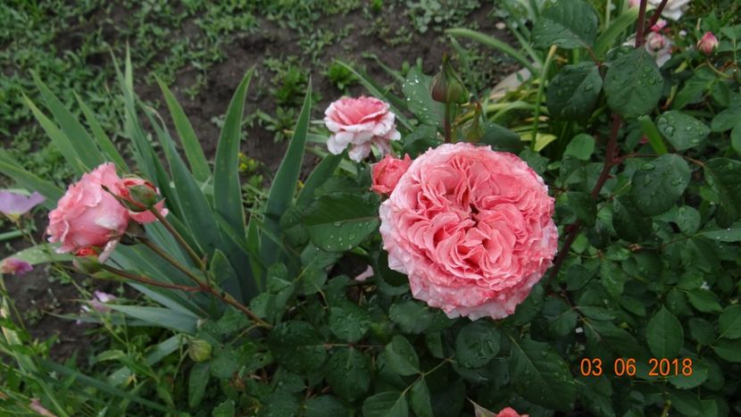 Laurent Cabrol - Trandafiri iunie I