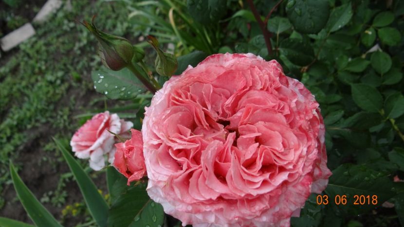  - Trandafiri iunie I