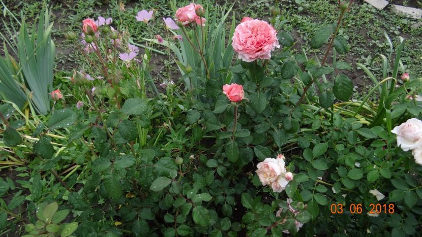  - Trandafiri iunie I