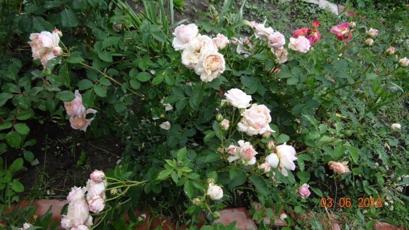 Charles Nervaux - Trandafiri iunie I