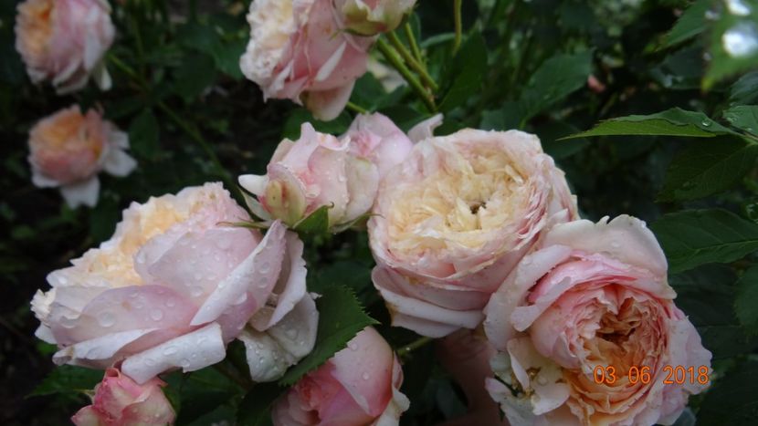  - Trandafiri iunie I