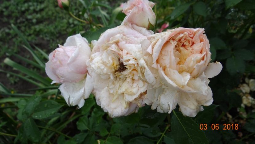  - Trandafiri iunie I