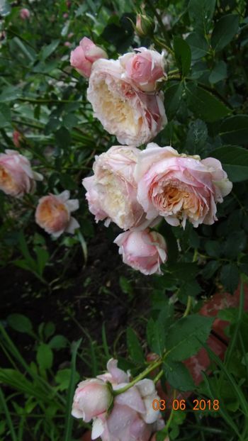  - Trandafiri iunie I