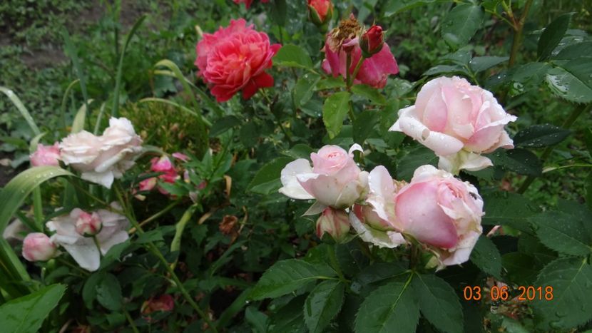  - Trandafiri iunie I